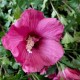 Hibiscus  syriacus Flower Tower Ruby C3
